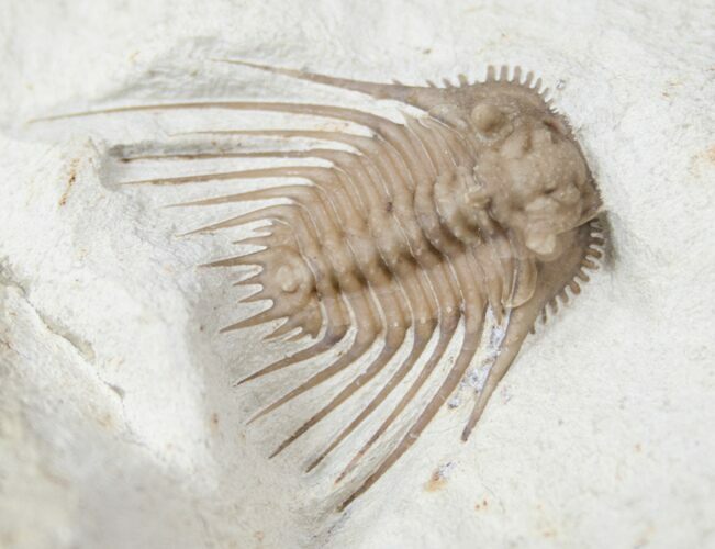 Exquisitely Spiny Kettneraspis Trilobite - Oklahoma #15376